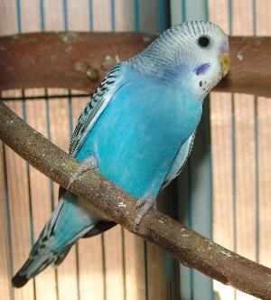 Baby Budgies for Sale 