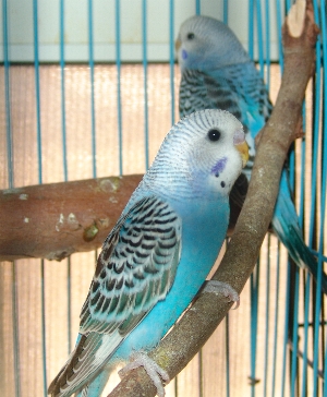 Baby Budgies for Sale 